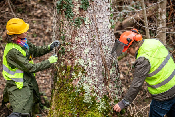  Hope, AR Tree Services Pros